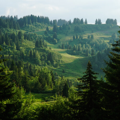 Ail des ours : votre allié gourmand du printemps - Blog - Les Gets