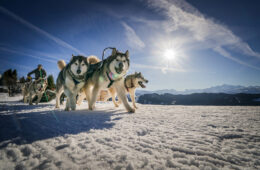 Musher et ses chiens en hiver en pleine course