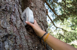 Main attrapant une boite cachée dans un arbre