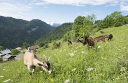 Chèvres broutant dans une prairie en été face à la montagne