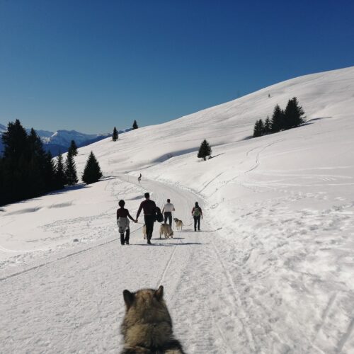 Groupe faisant une balade à pied en hiver arnachés à des chiens