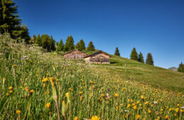 Mountain landscape in summer with wild flowers and chalets